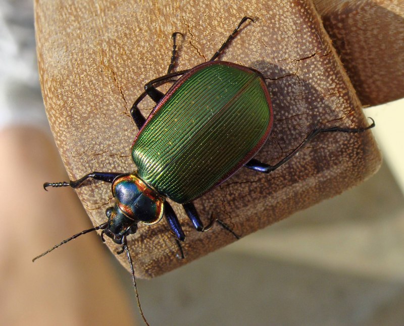 Формосская бронзовка