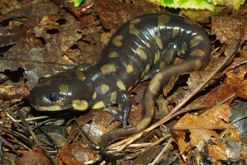 Амбистома саламандра