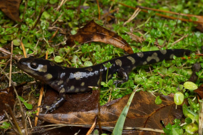 Тигровая амбистома аксолотль