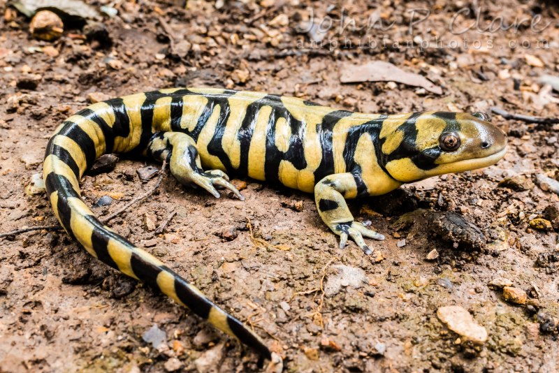 Амбистома саламандра