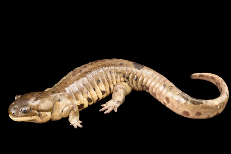 Тигровая амбистома аксолотль