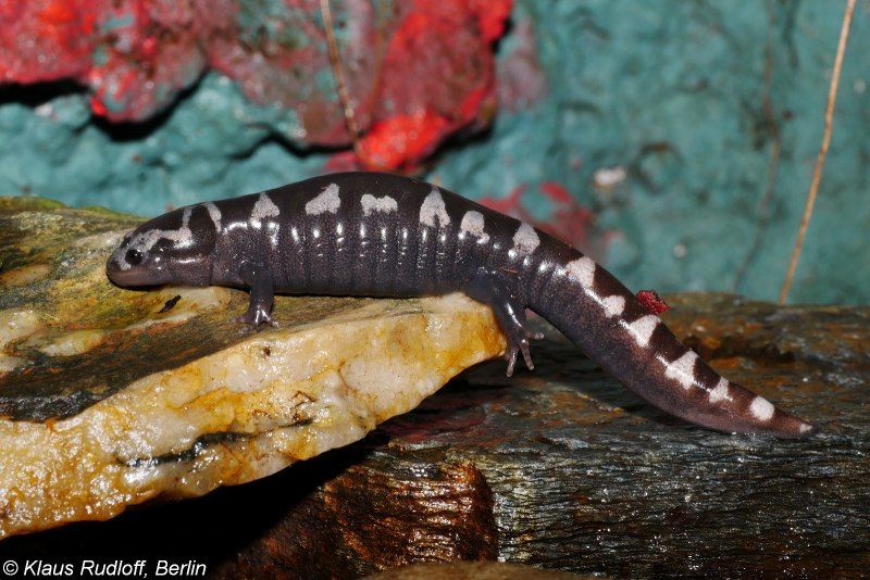 Огненная саламандра