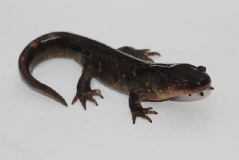 Тигр саламандра