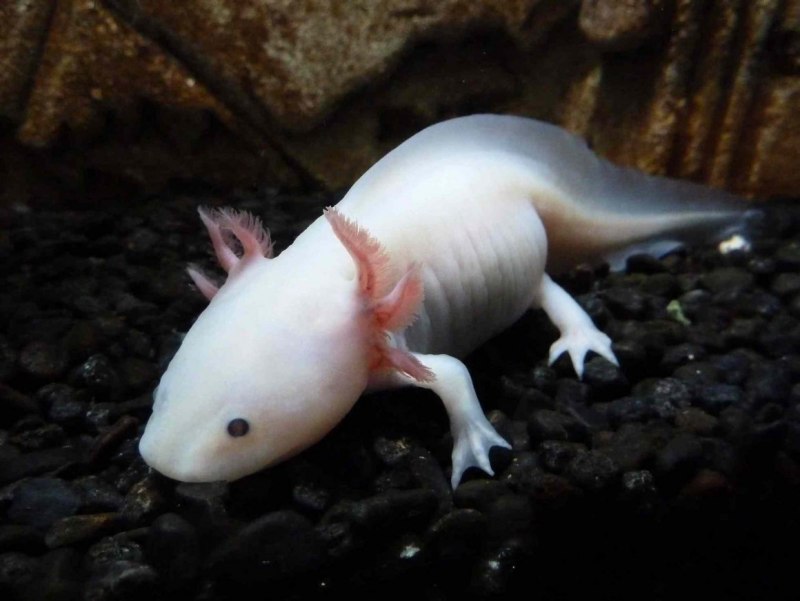 Амбистомовые аксолотль