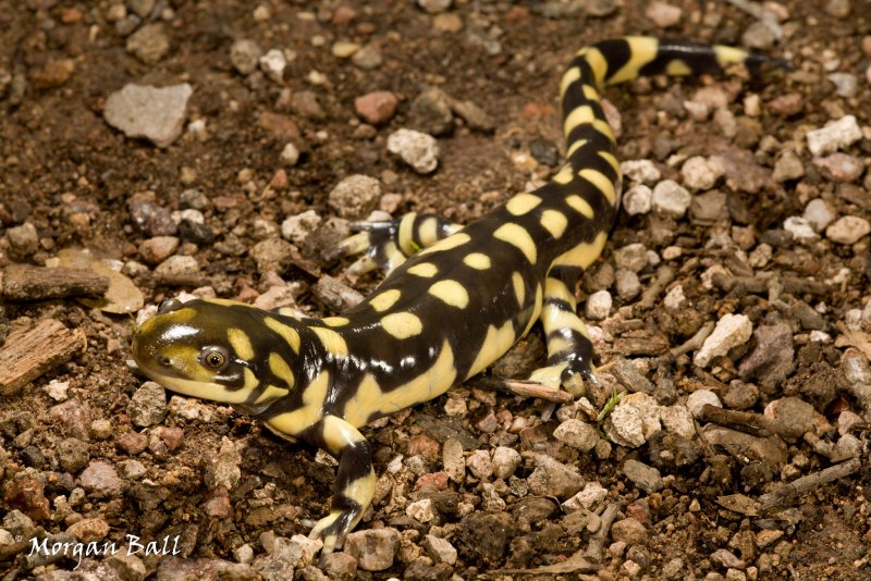 Мексиканская амбистома взрослая