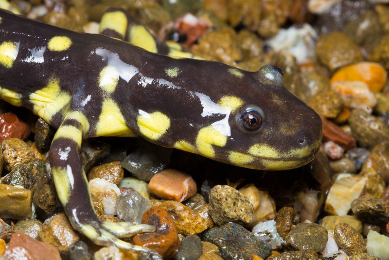 Тигровая арбистрона личинка