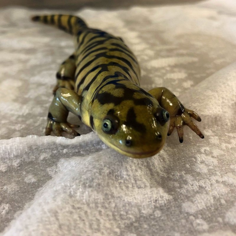 Амбистома саламандра