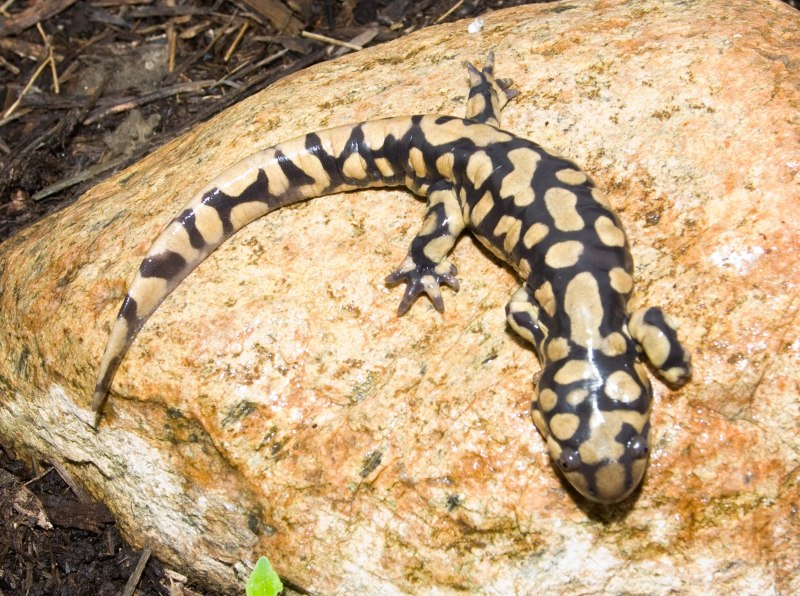 Тигровая амбистома аксолотль