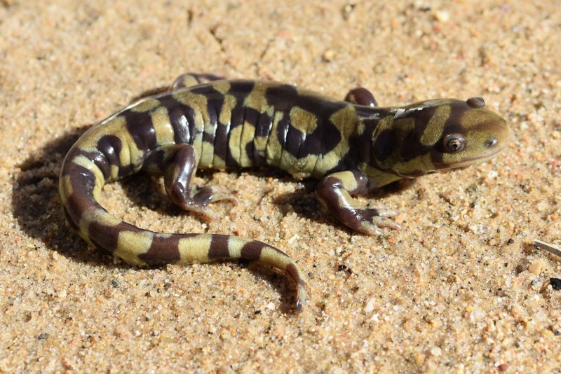 Амбистома саламандра