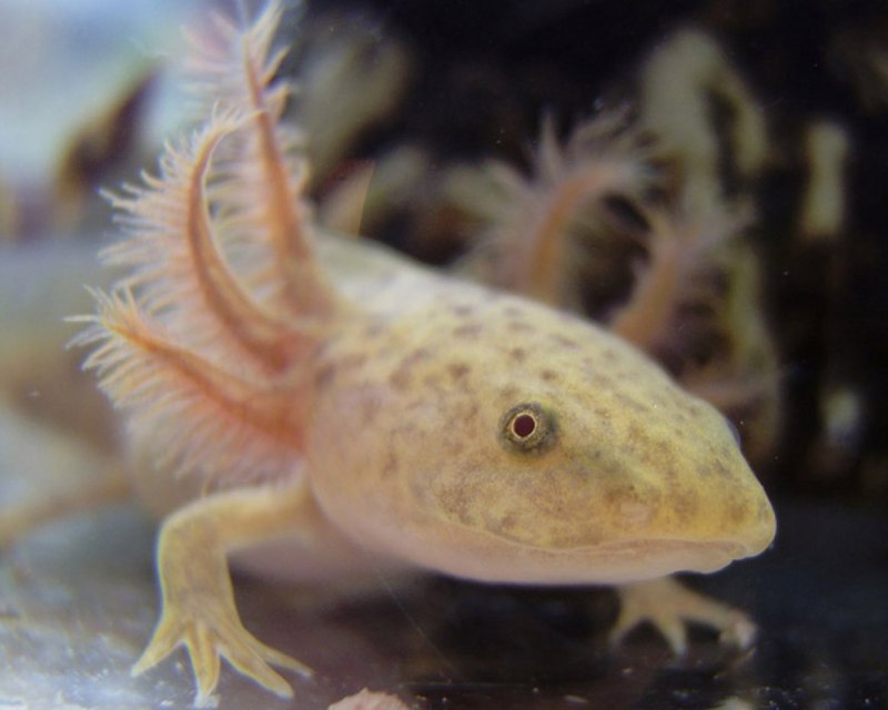 Полосатый Тритон