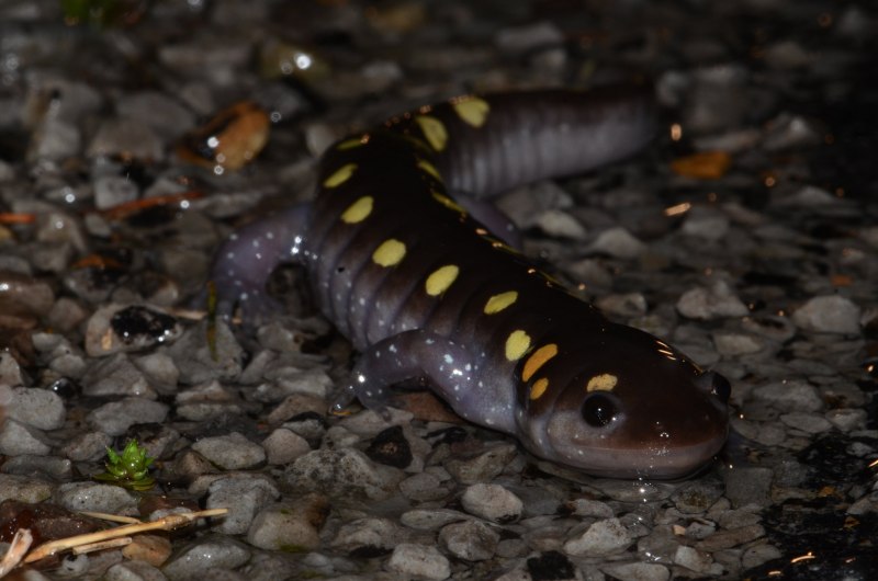 Тигровая амбистома аксолотль
