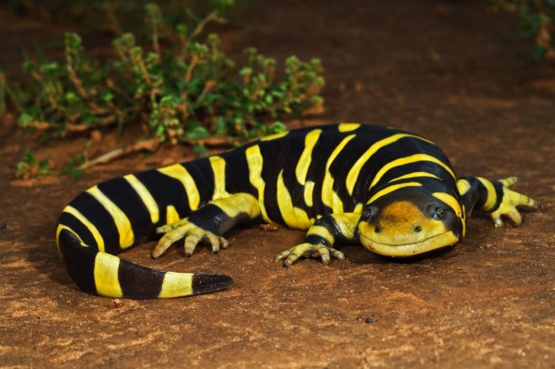 Амбистома мраморная отряд