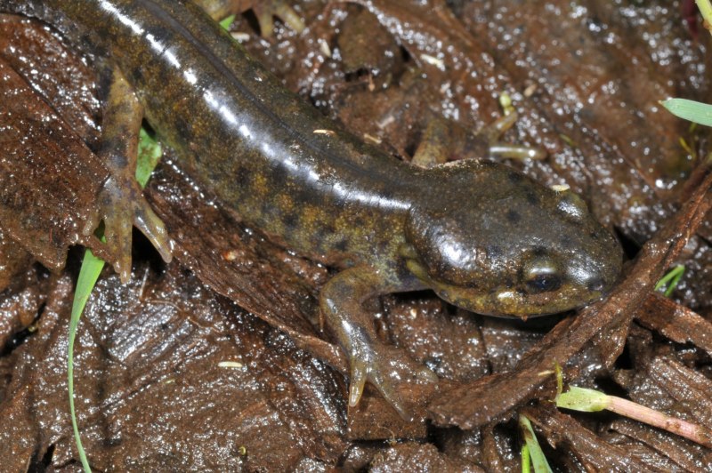 Саламандра аксолотль