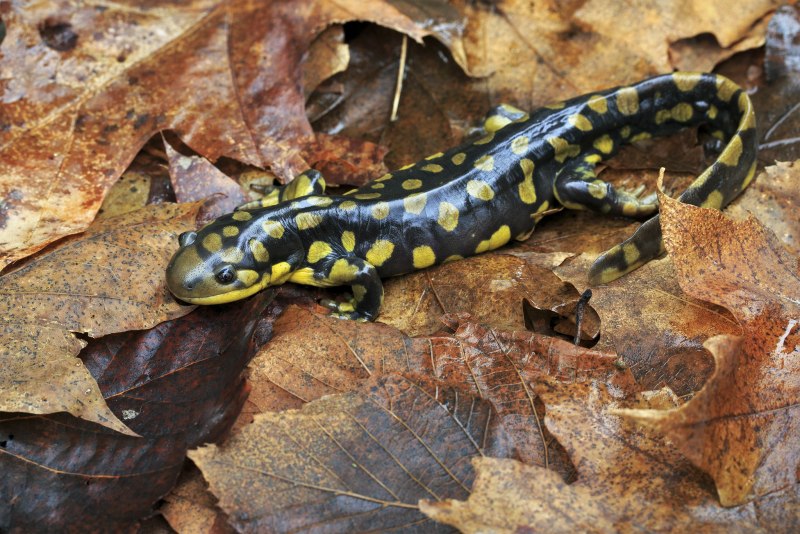 Амбистома саламандра