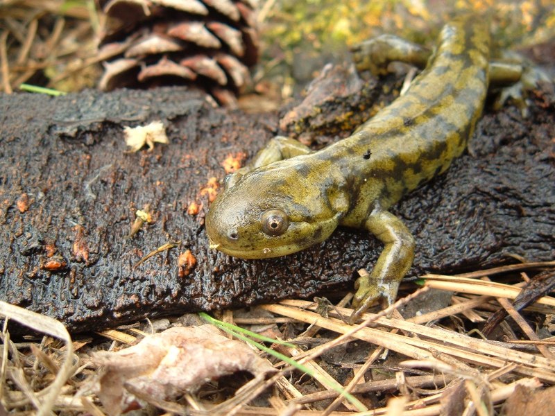 Амбистома саламандра