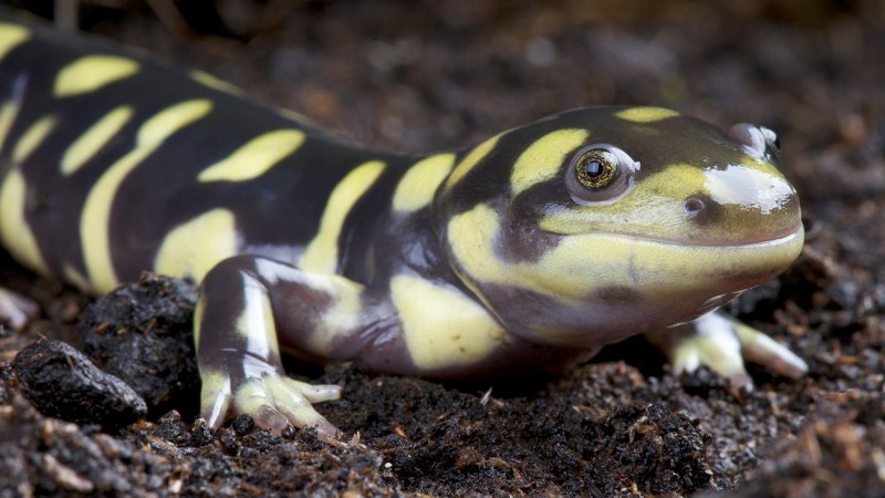 Калифорнийскую амбистому (Ambystoma californiense).