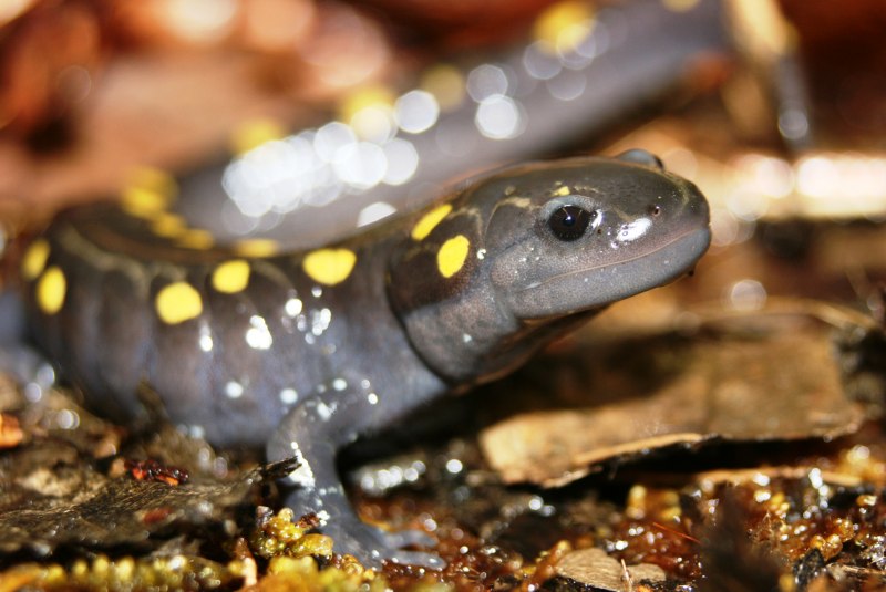 Яйца Саламандры