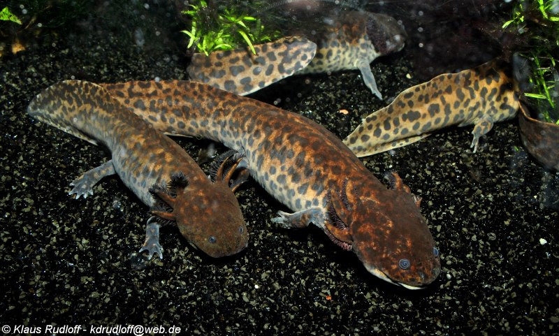 Тигровая рептилия