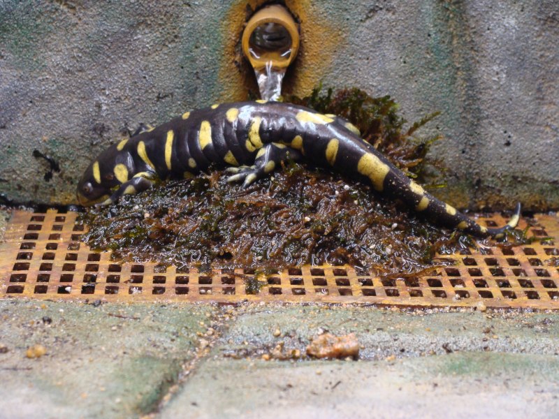 Пятнистая амбистома