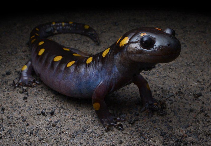 Саламандра рода амбистома