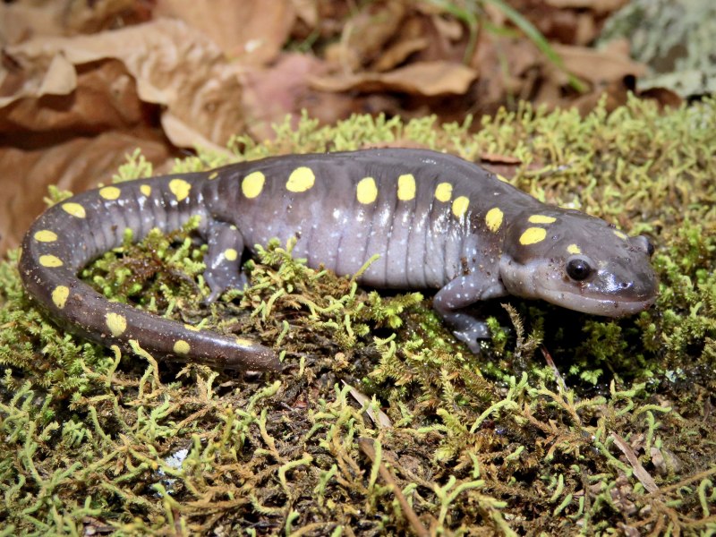 Ambystoma mavortium mavortium