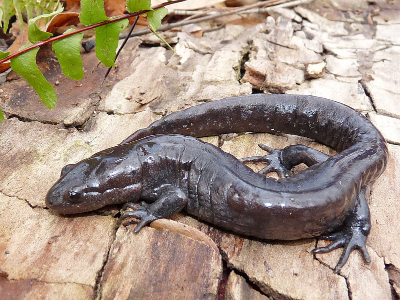 Ambystoma tigrinum Illinois