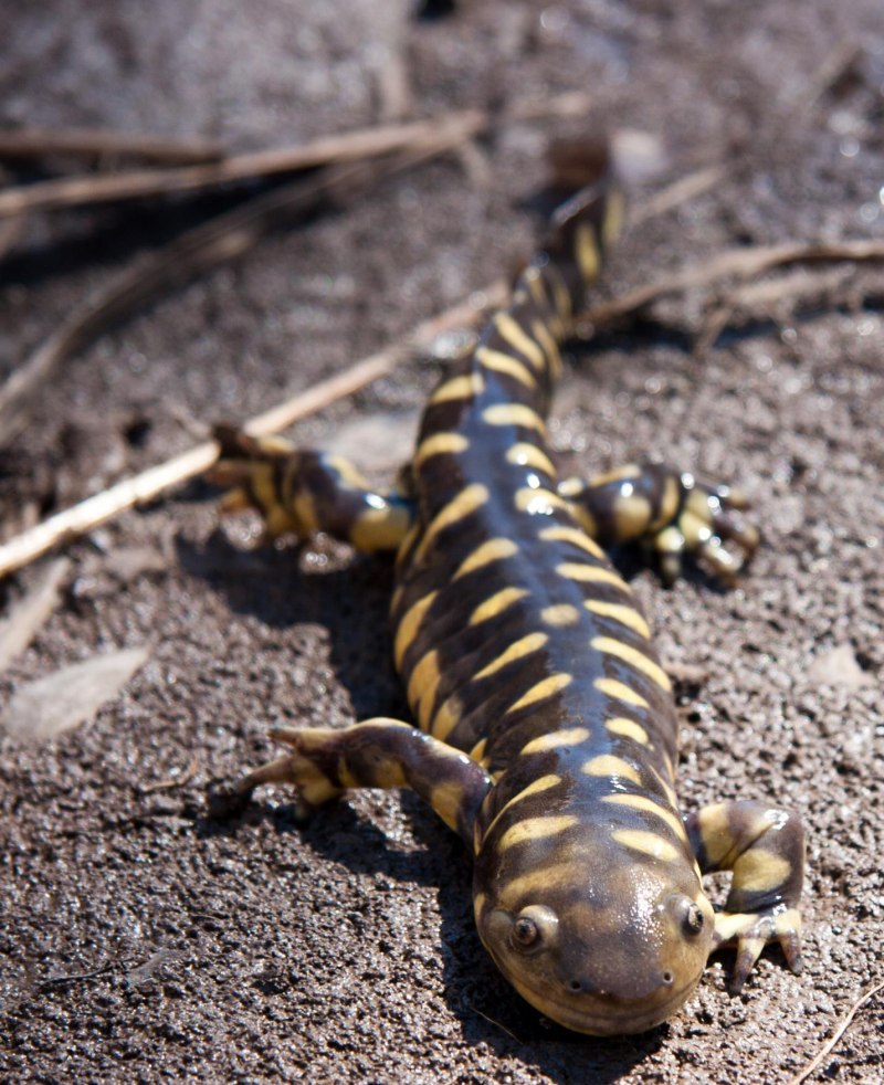 Калифорнийская амбистома