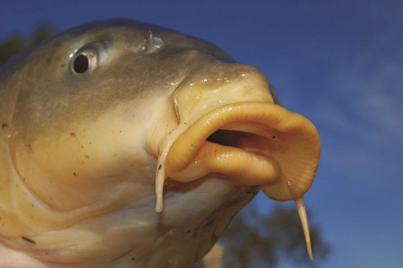 Рыбы водоемов