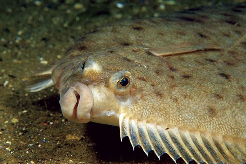 Сиамский Карп 105 кг