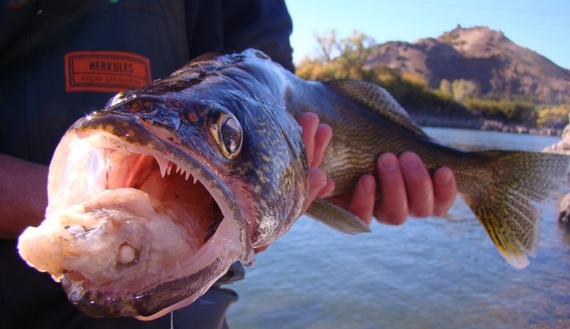 Риф рыба фугу