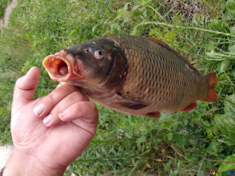 Ропшинский Карп