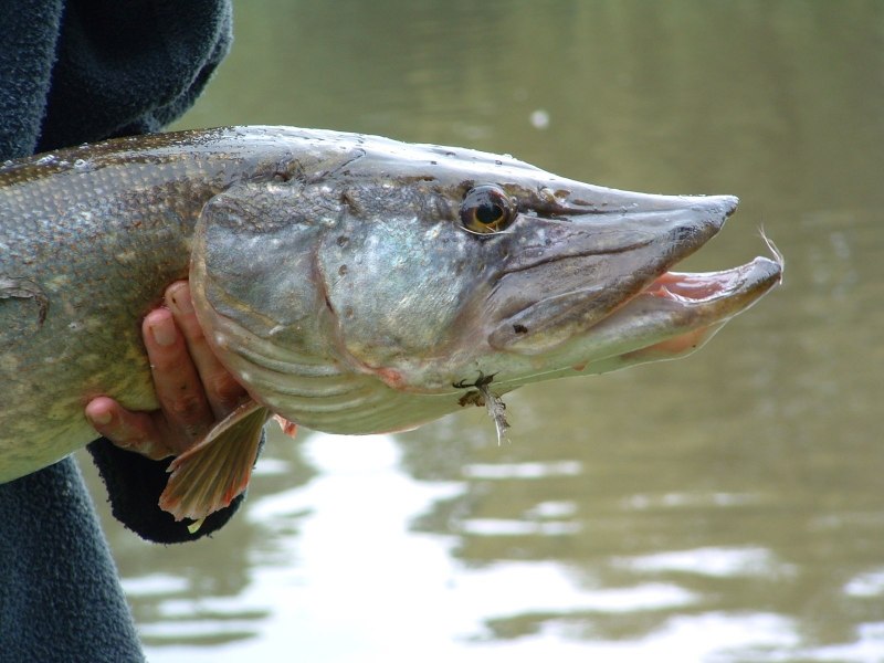 Карп Речной