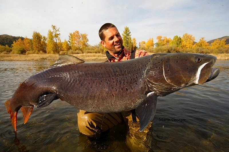 Кит акула Дельфин