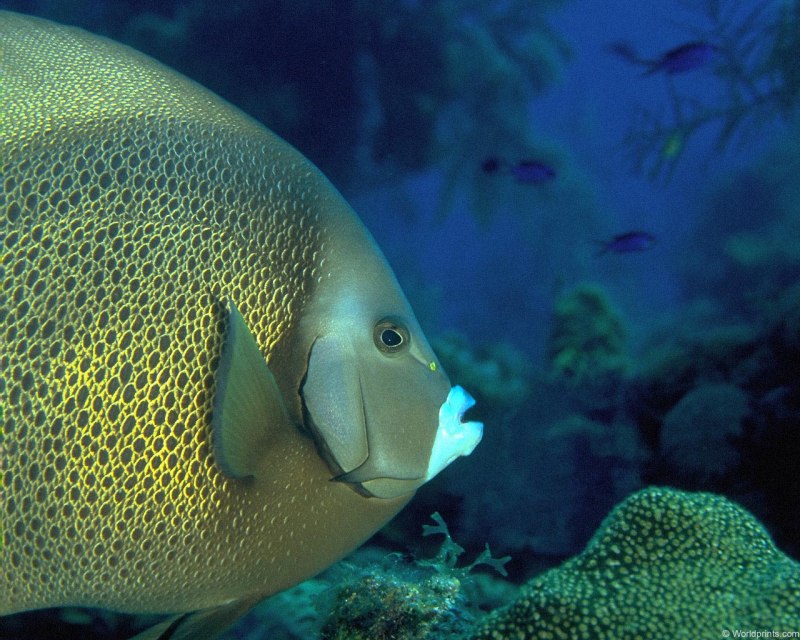 Новопёрые рыбы