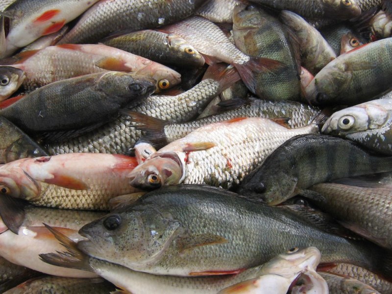 Кейпкодский карась зубы