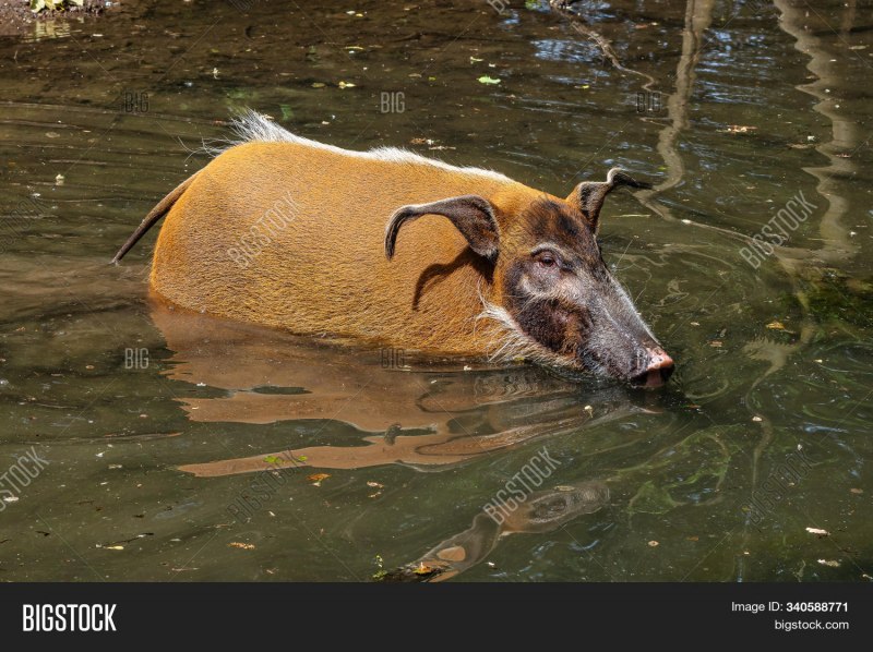 Морская свинья Дельфин череп