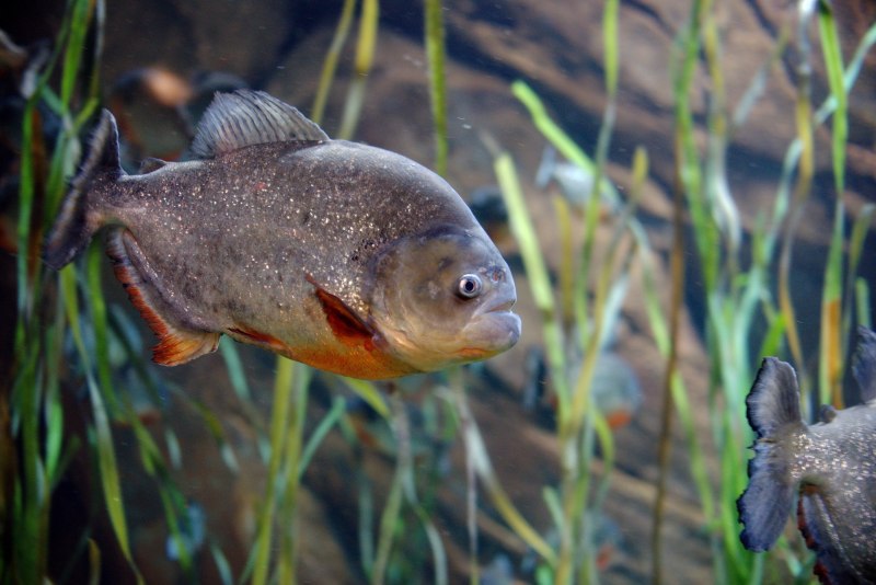 Тилапия – Королевский окунь