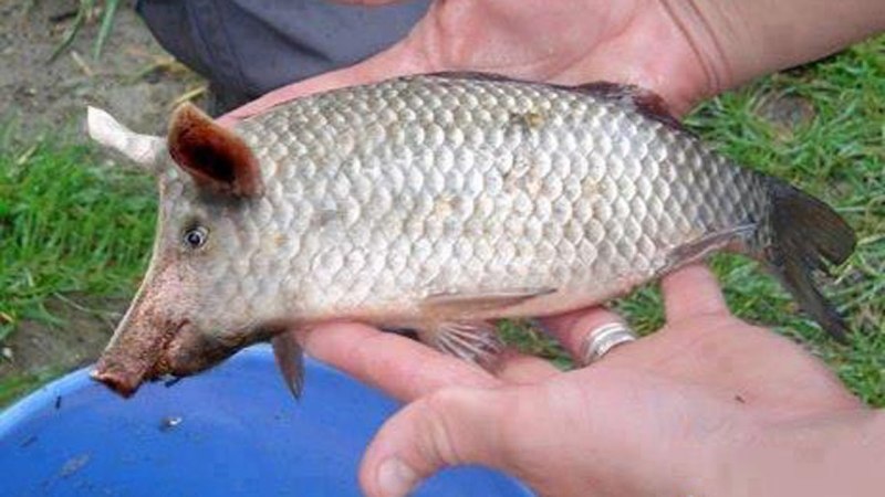 Fresh Cyprinus Carpio