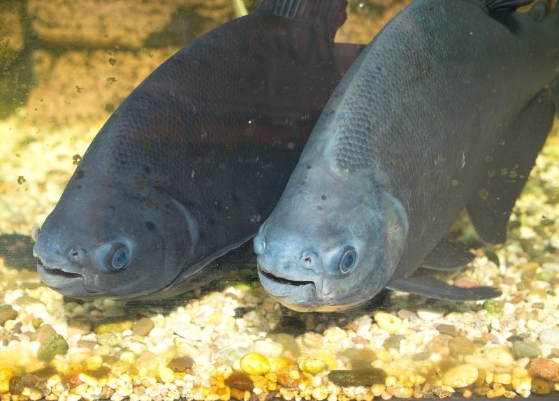 Карп на 200 кг