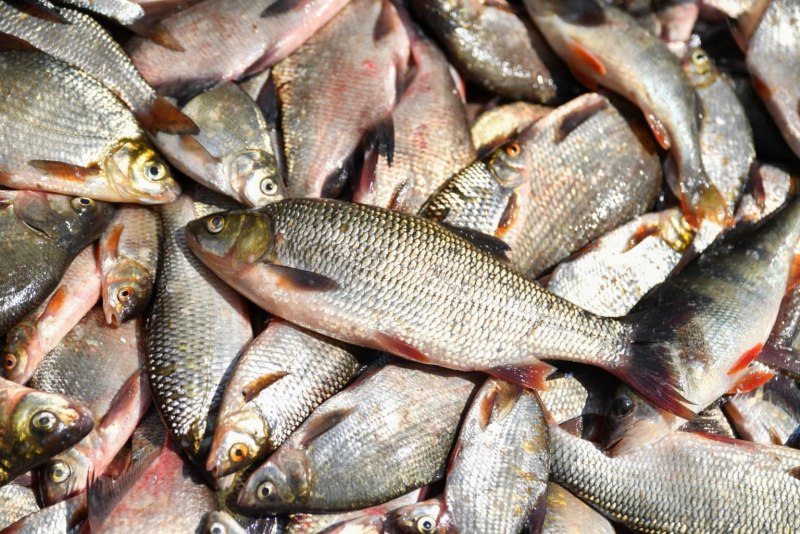 Речные монстры тигровая рыба Голиаф