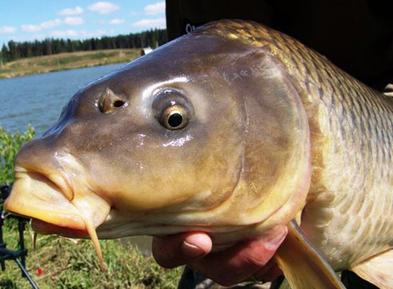 Карп морда