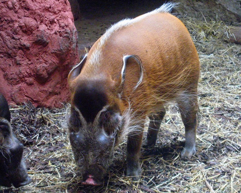 Хищные рыбы реки Волга