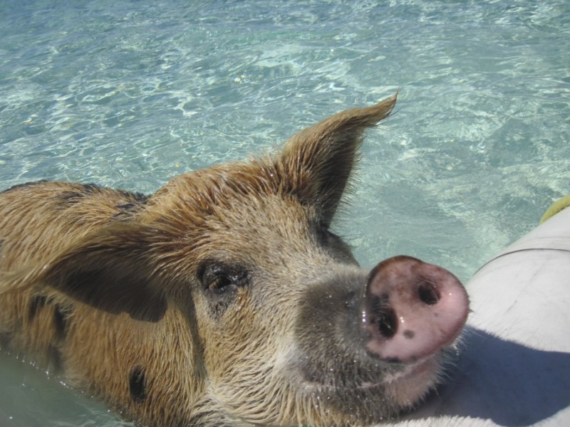 Рыба кролик фугу