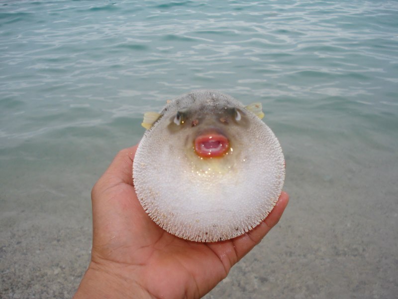 Морская свинья голотурия