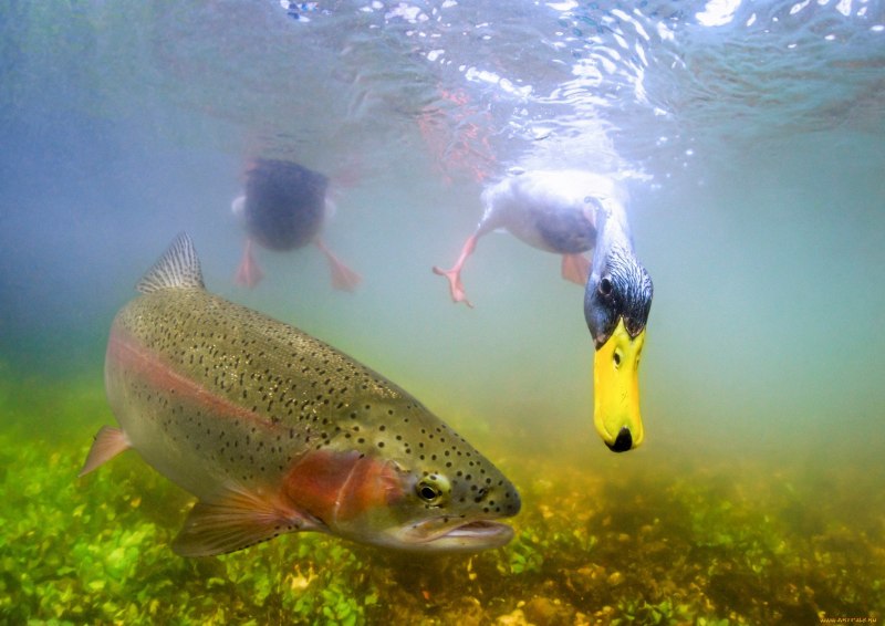 Сазан (Cyprinus Carpio)