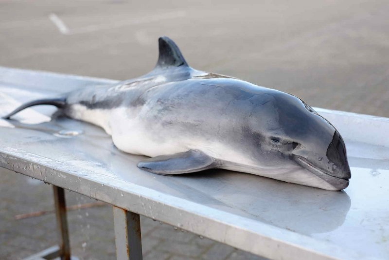 Ленточный червь ремнец