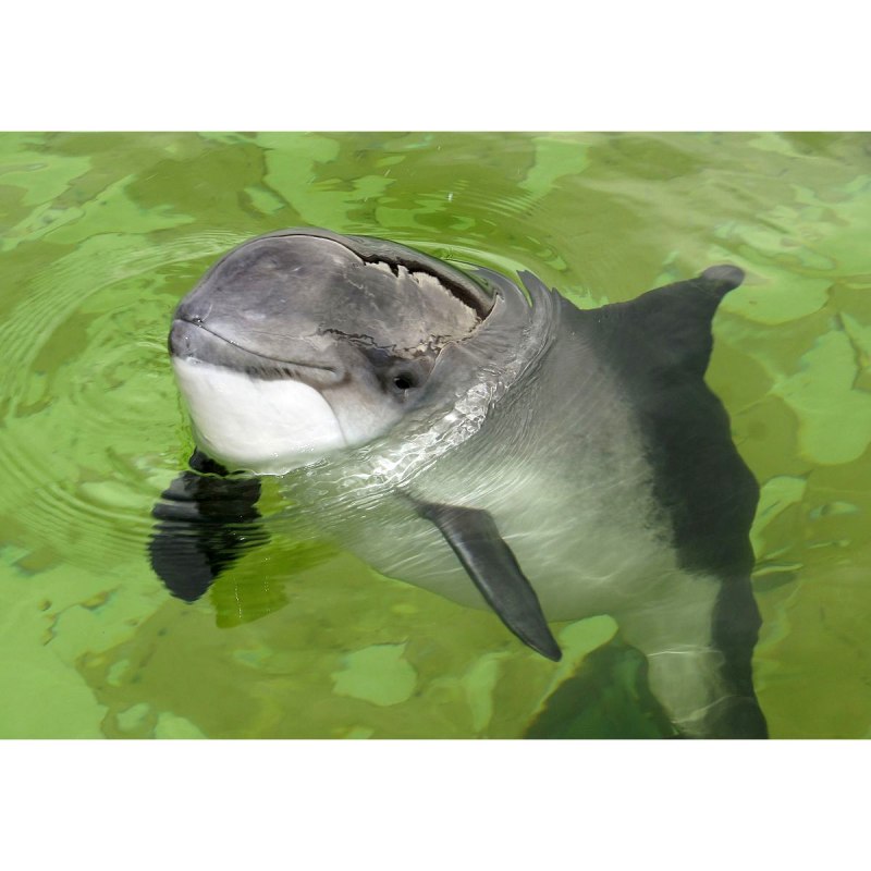 Таймень Дальневосточный