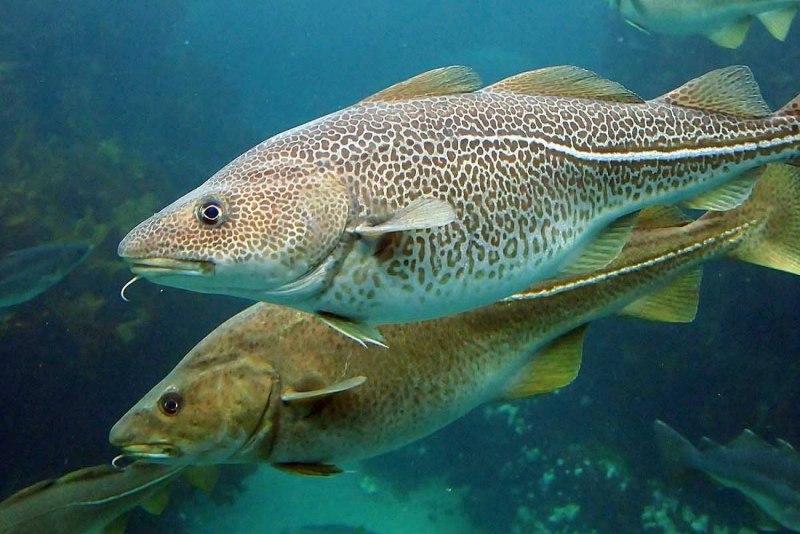 Человек рыба