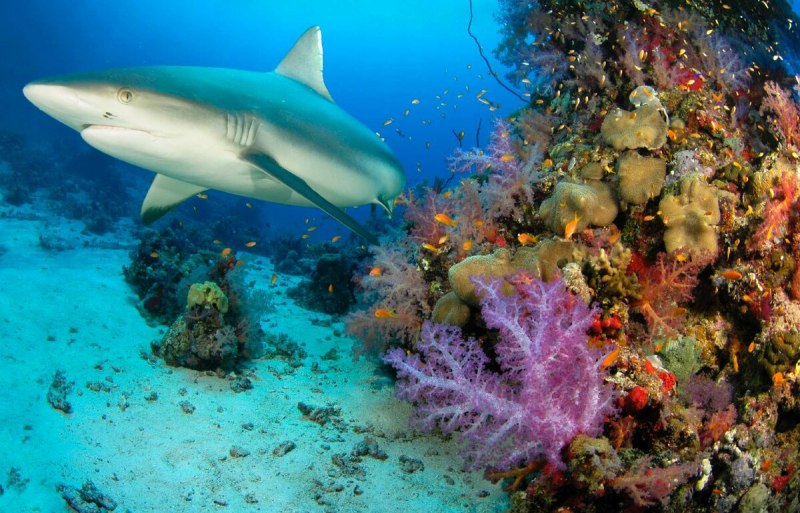 Океаническая рифовая акула