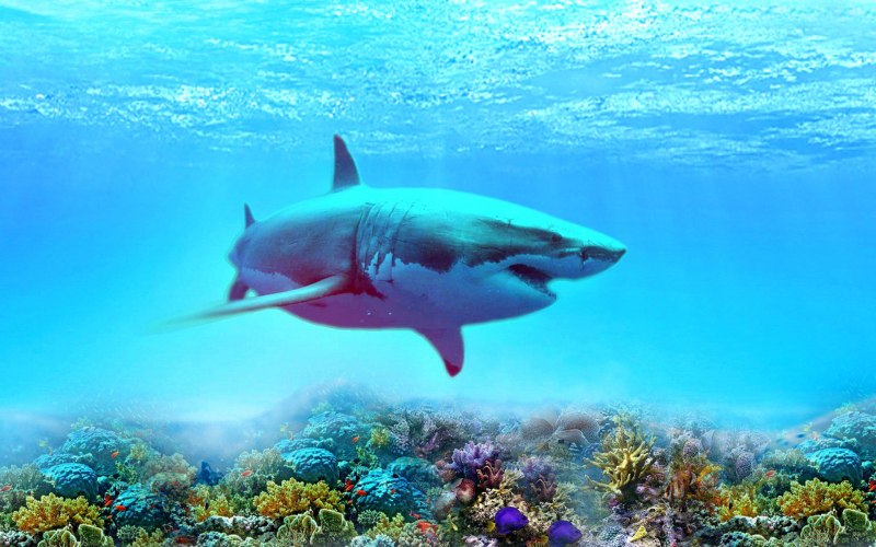 Белопёрая рифовая акула